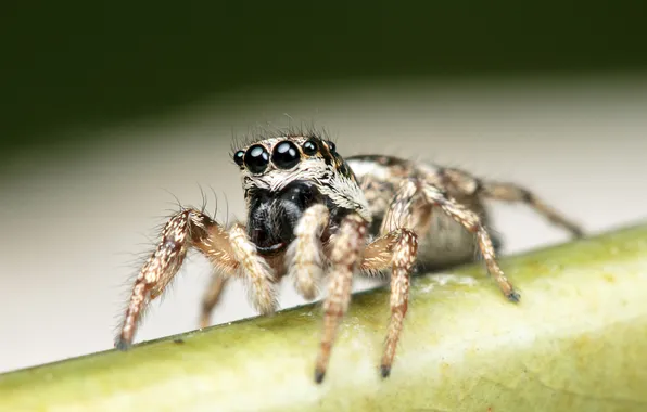 Insect, bokeh, spider