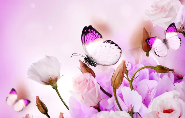 Butterfly, flowers, flowers, purple, butterflies