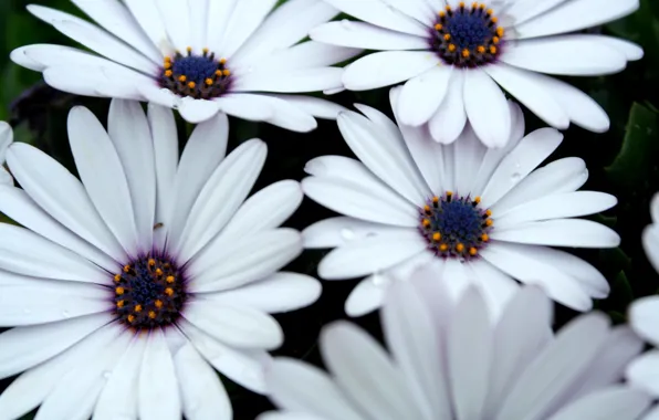 Flowers, white, white, beautiful, flowers, pretty