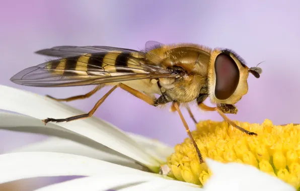 Flower, eyes, macro, background, wings, petals, Daisy, muzzle