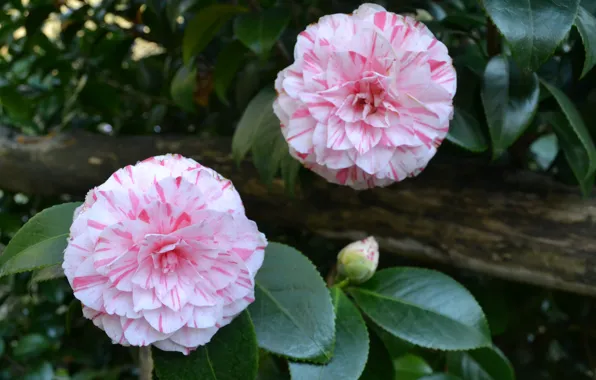 Summer, leaves, flowers, Bush, flowering, Camellia