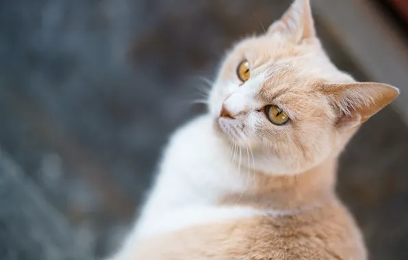 Background, red, cat