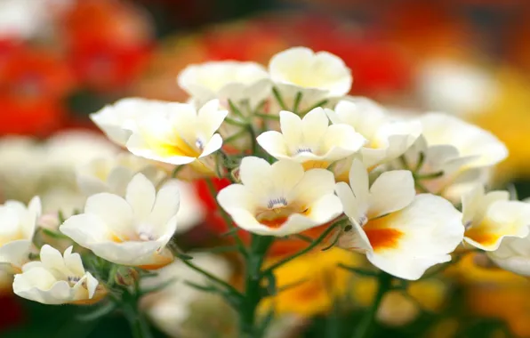 Nature, plant, Bush, petals, stem
