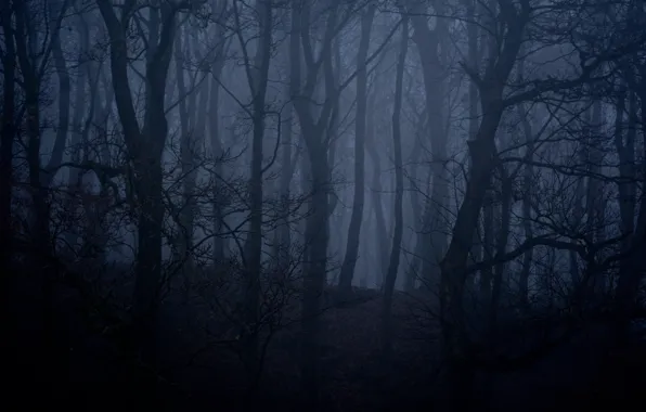 Forest, trees, night, nature, fog, England, twilight, England