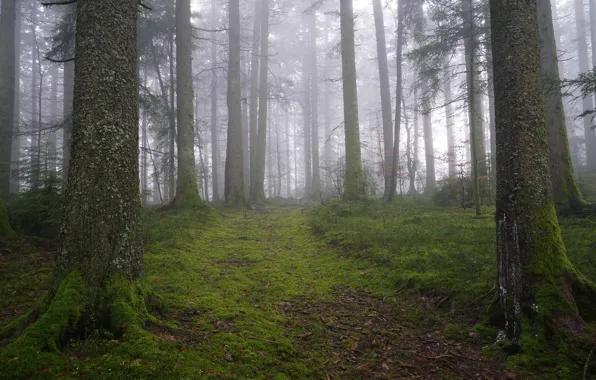 Picture greens, forest, trees, branches, nature, fog, moss, dal