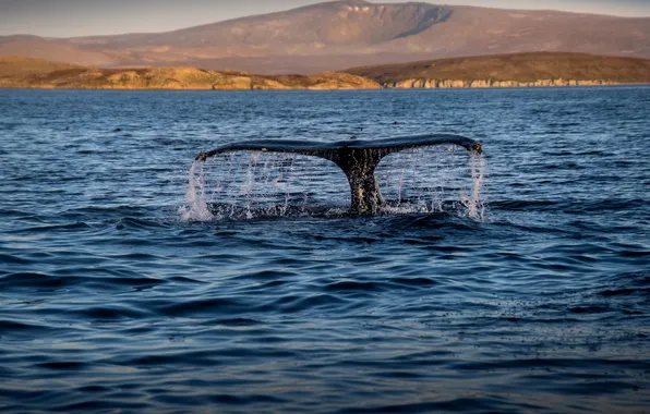 Picture sea, whales, Chukotka, Nadezhda Demkina