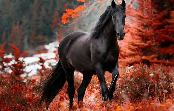 Autumn, forest, horse, horse, crow