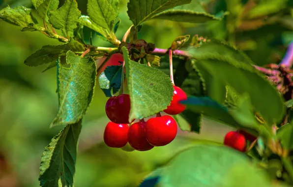 Summer, leaves, nature, cherry, berries, branch, fruit, red