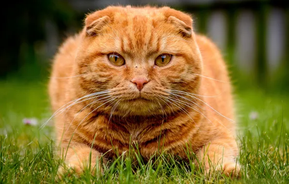 Grass, look, face, Kote, red cat, Scottish fold, Scottish fold cat