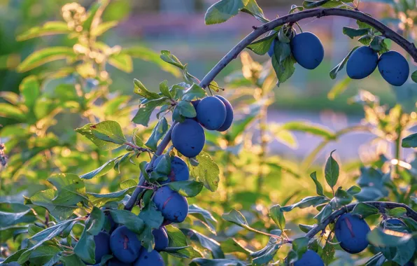 Summer, leaves, branches, tree, branch, arc, garden, fruit