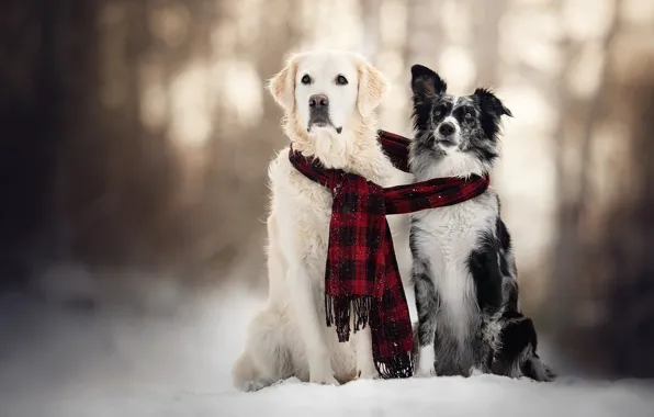 Picture winter, dogs, snow, scarf, pair, two dogs