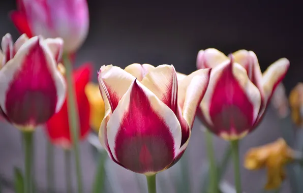 Tulips, Flowers, Tulips