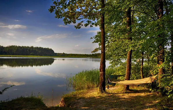 Greens, forest, summer, the sky, the sun, trees, river, shore