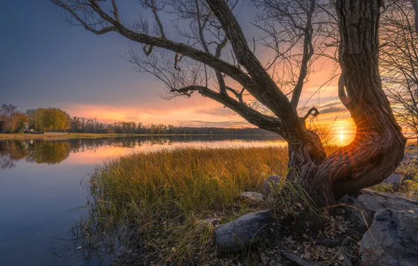 Forest, grass, the sun, sunset, branches, stones, tree, foliage