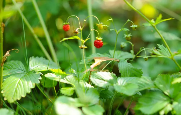 Picture macro, berries, strawberries