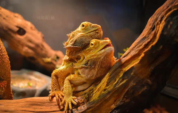 Picture animal, lizards, agames