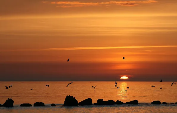 Sea, sunset, seagulls
