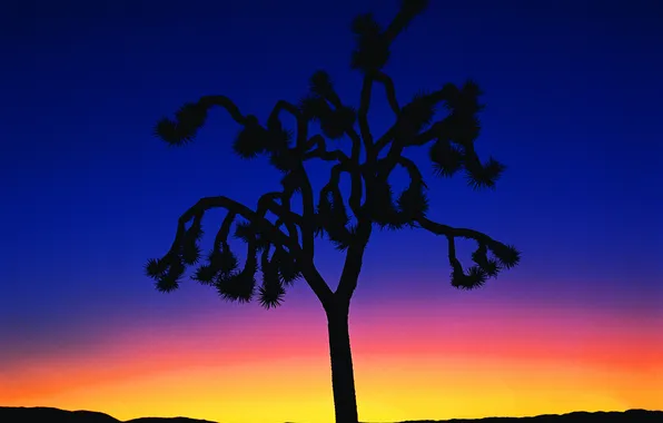 The sky, sunset, night, tree, Wallpaper, the evening, horizon, silhouette