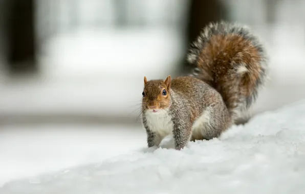 Winter, snow, Park, grey, background, protein, the snow
