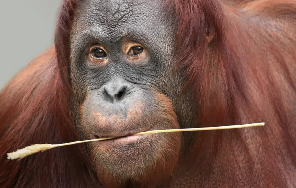 Picture look, monkey, Borneo Orang-Utan