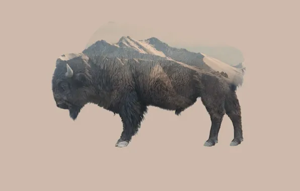 Animals, nature, mountains, double exposure, animal themes, brown bison
