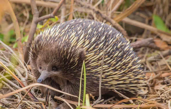 Nature, barb, animal, echidna