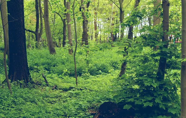 Forest, trees, twig