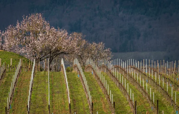 Picture field, forest, the sun, trees, spring, flowering, bokeh, plantation