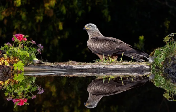 Flowers, reflection, bird, shore, black background, pond, hawk, mirror