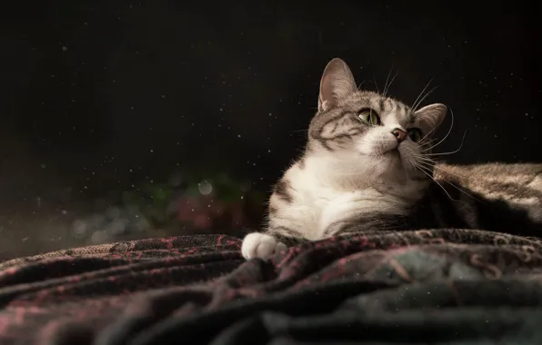 Cat, cat, look, pose, the dark background, blanket, lies, face