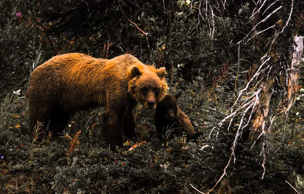 Forest, branches, bears, bear, bear, undergrowth