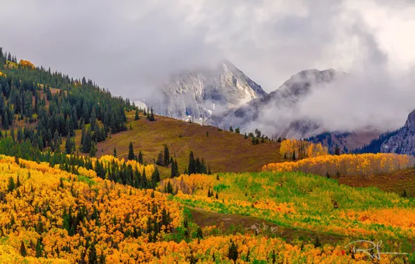 Autumn, forest, fog, USA, Colorado, mountain Capitol Peak