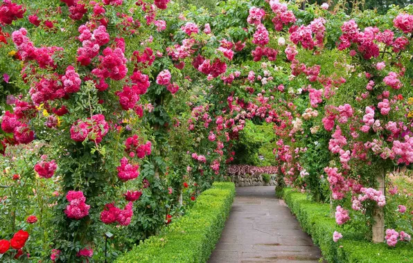 Picture Park, roses, garden, Canada, alley, British Columbia, The Butchart Gardens
