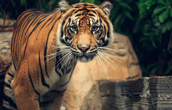 Look, face, tiger, pose, Board, portrait, zoo, bokeh