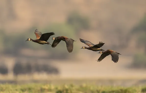 Birds, duck, flight, geese, fly