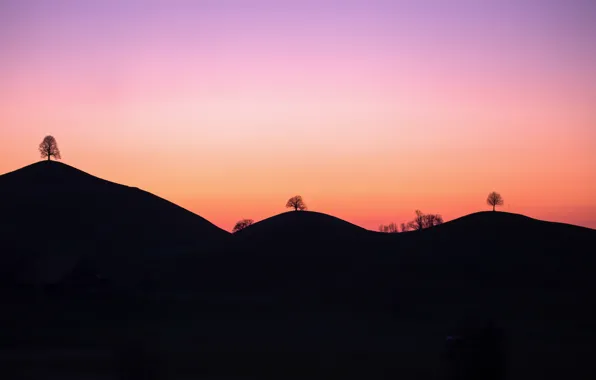 Picture trees, sunset, mountains