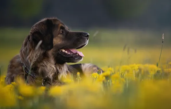 Picture flowers, nature, animal, dog, profile, dandelions, dog