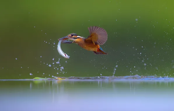 Picture water, fish, Kingfisher, catch