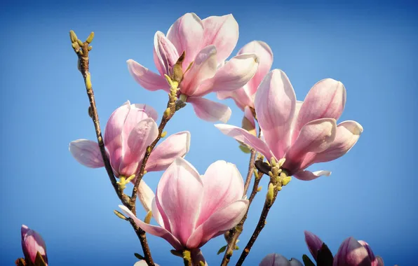 Flowers, spring, flowering