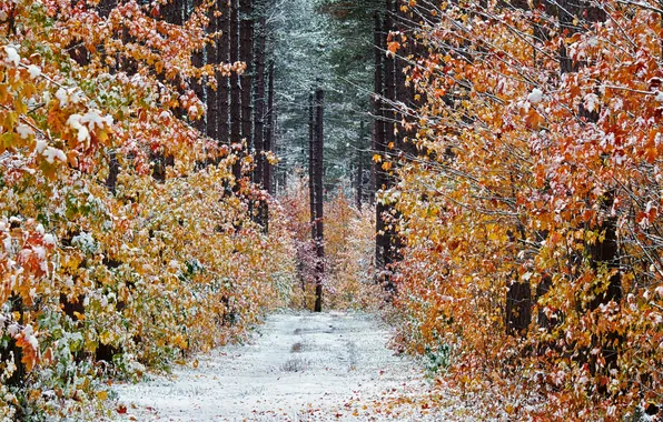 Picture road, autumn, forest, snow, trees, Canada, Ontario