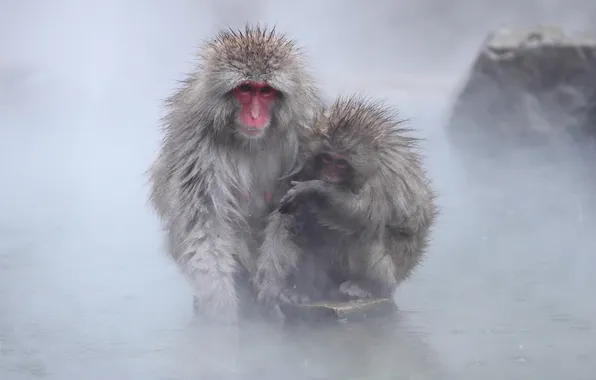 Nature, background, Japan, Nagano, Snow monkey