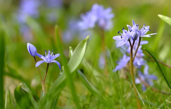 Picture grass, flowers, bokeh, Scilla