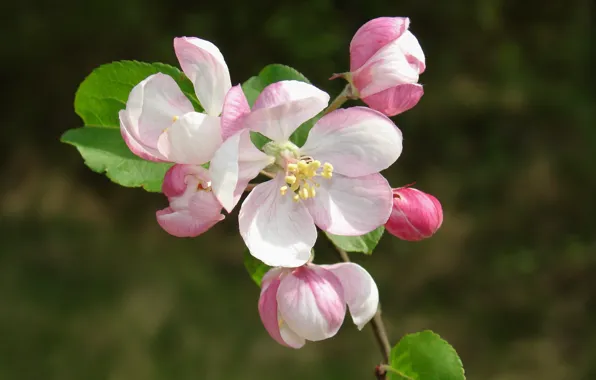 Macro, background, branch, spring, Apple, flowering, flowers, buds