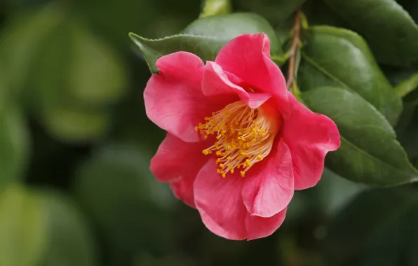 Macro, branch, Camellia