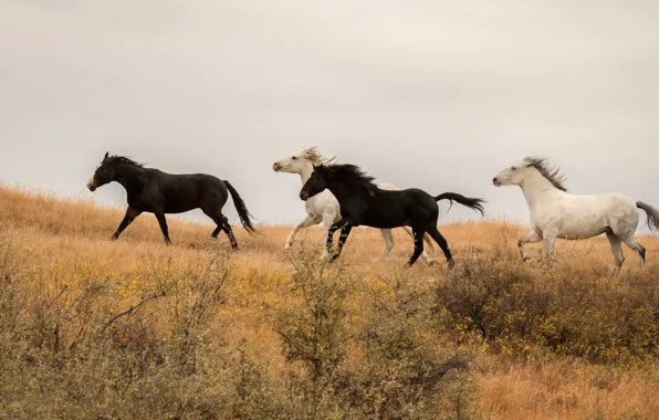 Field, horses, horse, horses