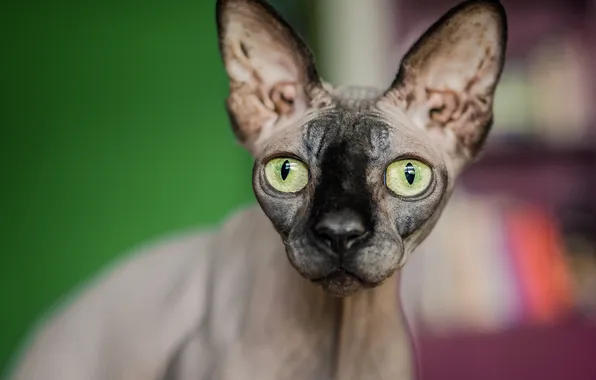 Picture cat, cat, look, pose, face