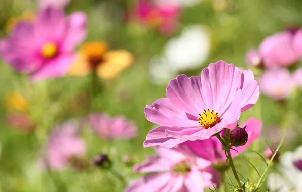 Bokeh, Kosmeya, Bokeh, Kosmeya, Run Pink