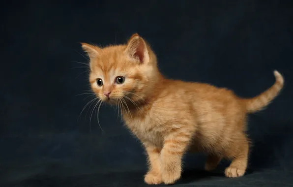 Cat, the dark background, baby, red, kitty