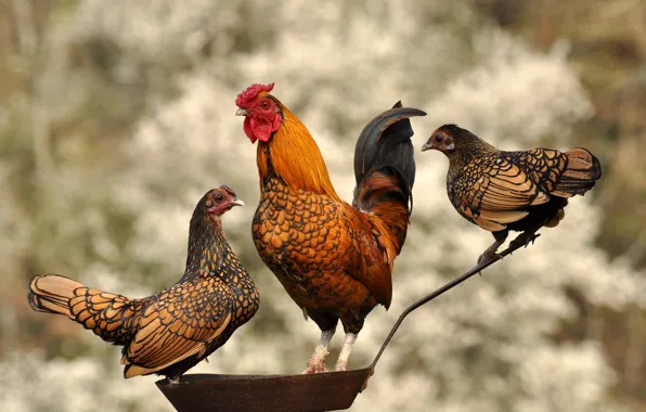 Birds, cock, pan, chickens