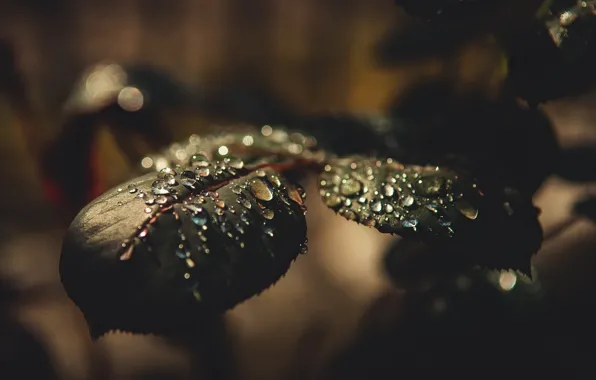 Leaves, the dark background, drops